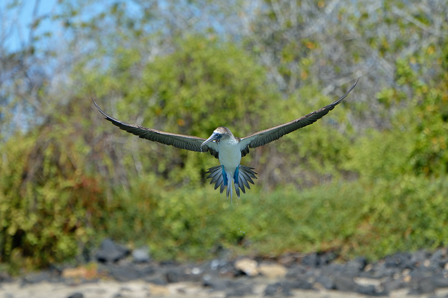 Galapagos_2013_0213
